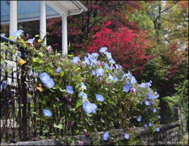 Flowers in the historic district of Eureka SpringsClick here to see the image larger