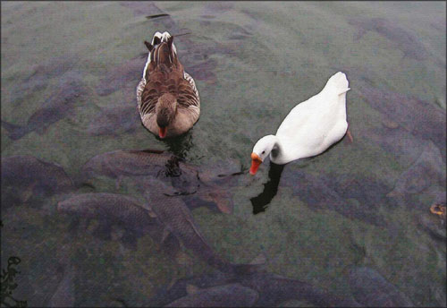 See the big fish under the Geese? Click here to see the image larger