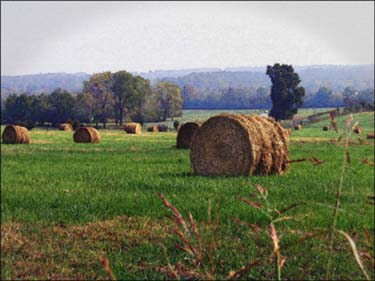 Hay bales...Click here to see the image larger