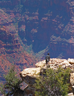 Condor at the North Rim, Bright Angel Point