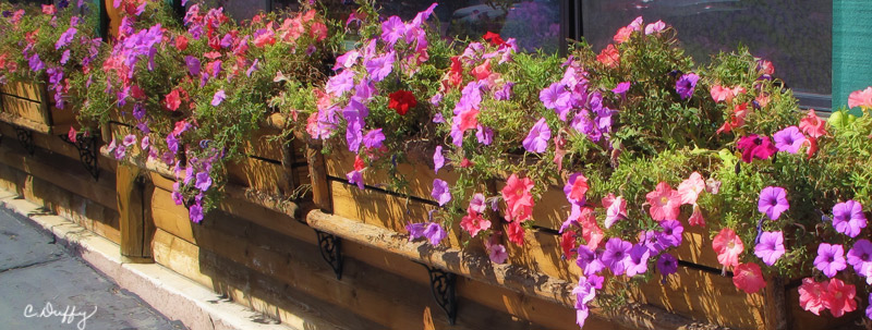 Petunias at Ruby’s Inn