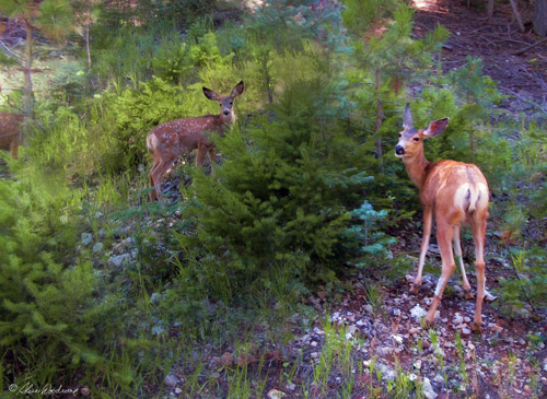 Mule Deer