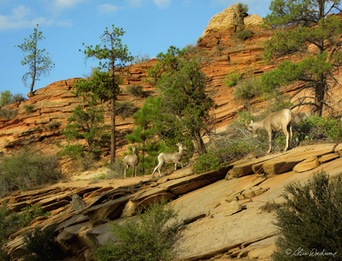 Big Horn Sheep at Zion National Park