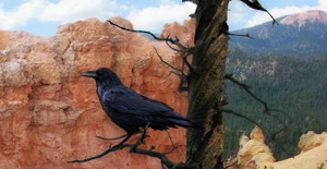 Raven at Bryce