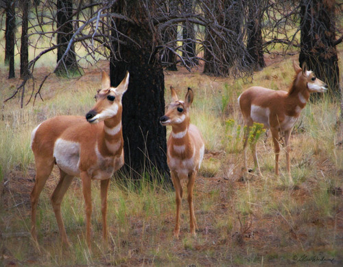 Pronghorn Antelope at Bryce