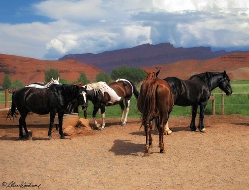 Horses at the Sorrel River Ranch