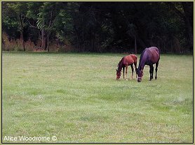 two Amish horses