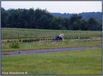 Amish in garden