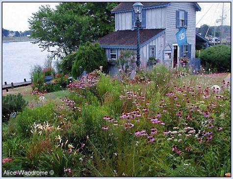 Chesapeake City Shop with Flowers