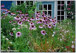 coneflower garden