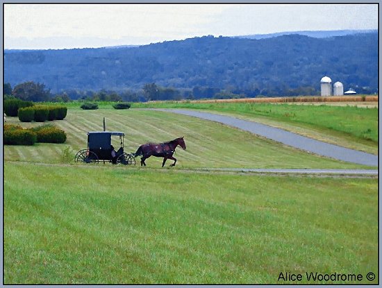 Amish Horse and Buggy