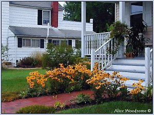 street with flowers