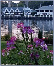 marina with flowers