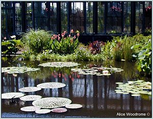 water gardens