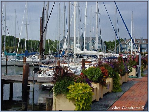 marina with flowers