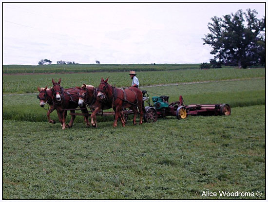 Amish Mules cutting hay