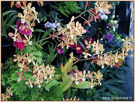 Longwood Gardens orchid wall
