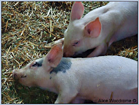 Amish pigglets