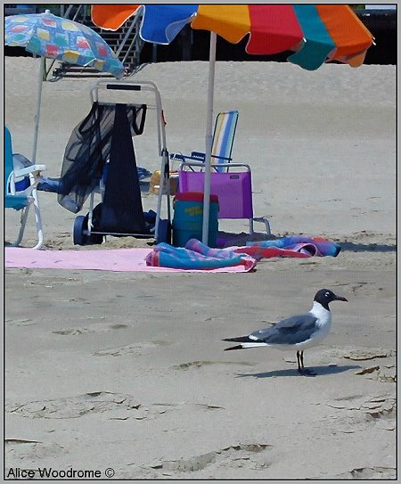 Beach with seagull