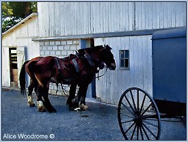 Work horses