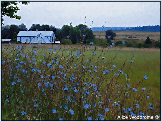 Chicory and barn