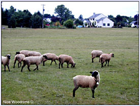 Amish sheep