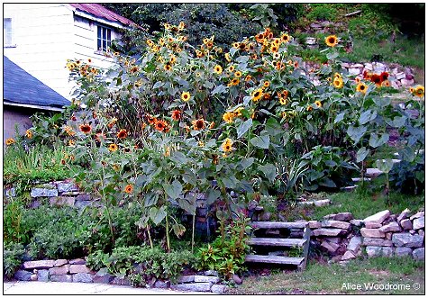 Sunflower Garden