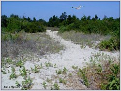 woodland beach