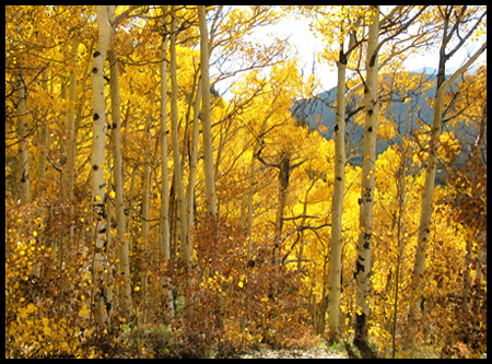 yellow aspen were everywhere