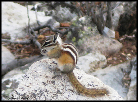 The little chipmunks were so cute