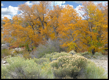 Goodbye fall colors