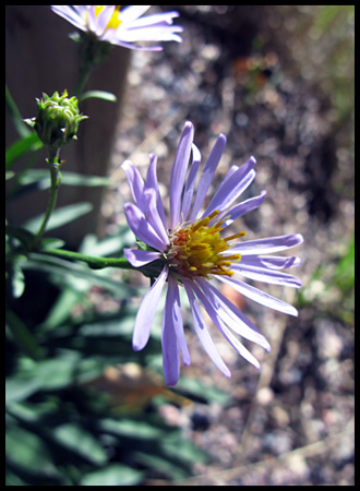 a wild aster seemed right at home