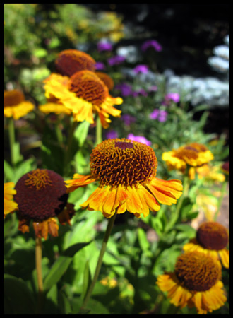 wish I knew what these are... some kind of sneeze weed or coneflower relative, I supposed.