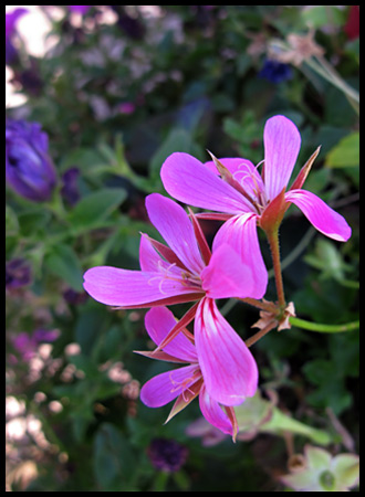 There wasn't a lot of color in October, but lovely bright spots here and there.