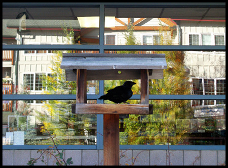 a bird feeder outside a store that sold related products