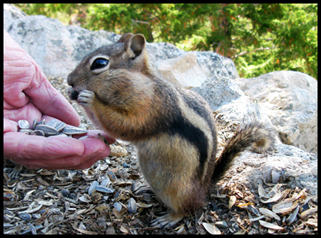 The Chipmunks ate right out of our hands