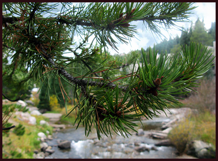 A view through a pine tree