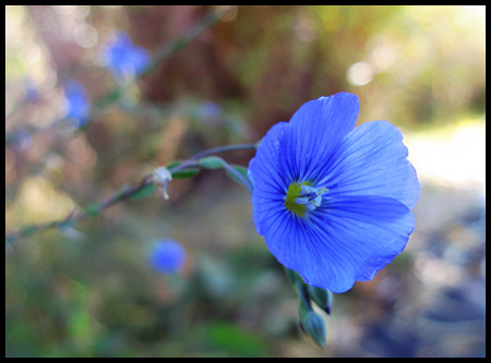 tiny flower along trail