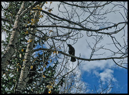Blackbird in an aspen