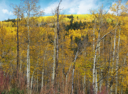 aspens