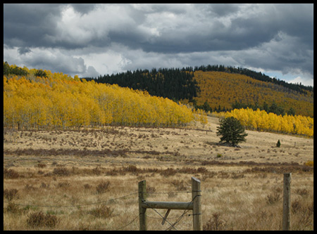 aspens along the road