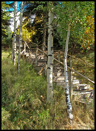 aspen along the trail