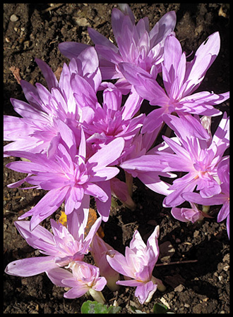 These looked like some kind of crocus, but not any I had seen before