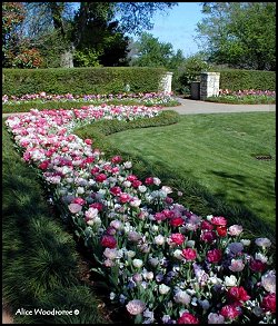 Arboretum