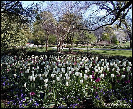 Arboretum