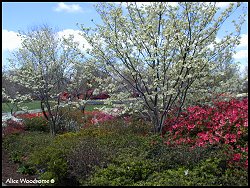 Arboretum