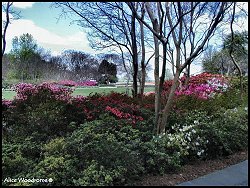 Arboretum