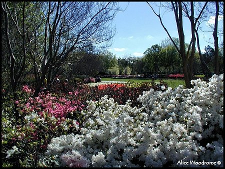 Arboretum