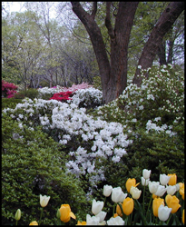 Arboretum