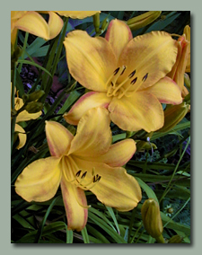 Click here for Daylilies that bloom early